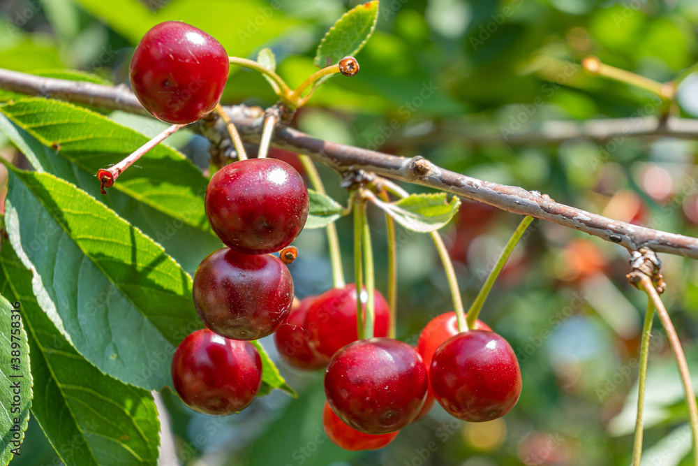Obraz premium Cherry tree on a bright Sunny day