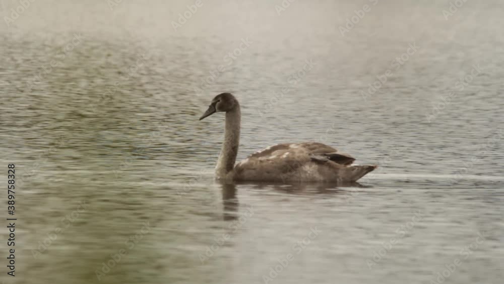 A young grey Swan is swimming on the lake alone. Close-up shooting. A young grey Swan is swimming on the lake alone. Close-up shooting.