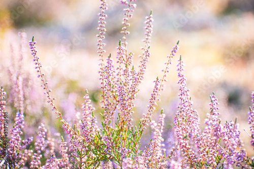Pink heath lavender flower with blurred background in summer sun © Roeline