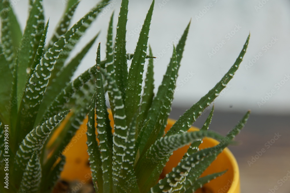 aloe vera plant aloe vera plant