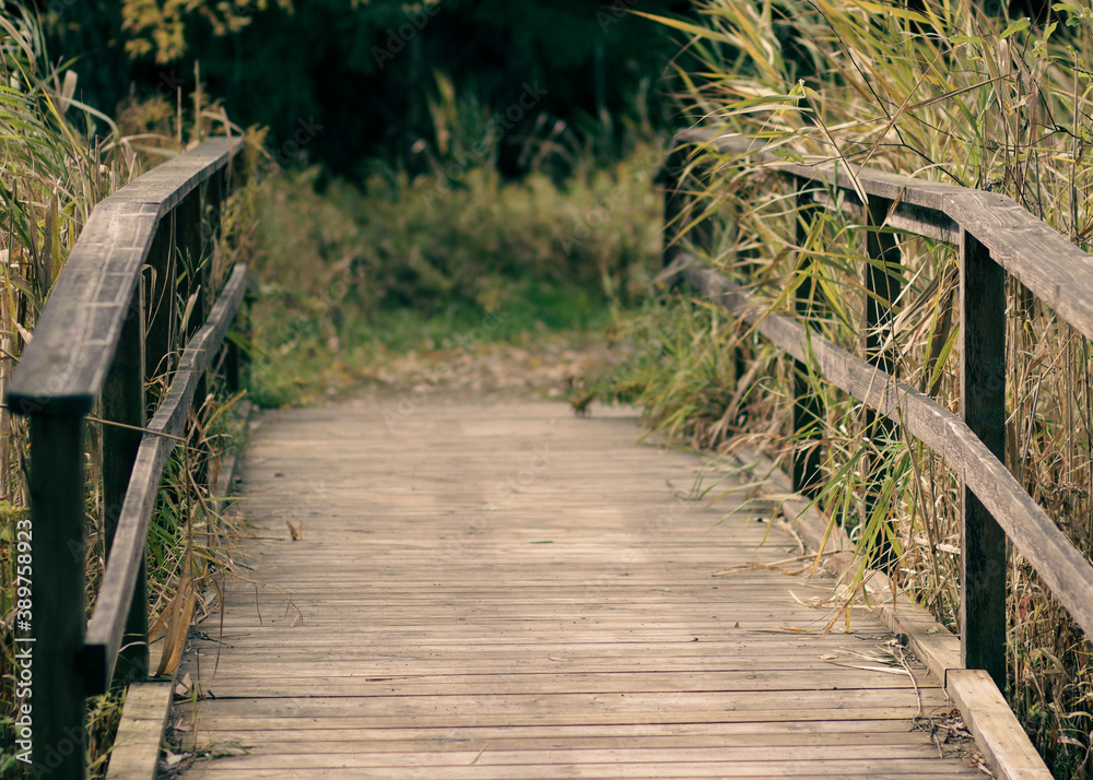 Obraz premium Autumn Bridge