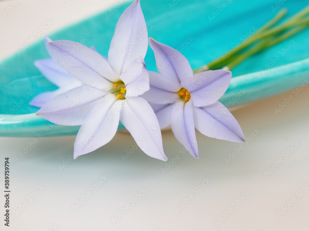 Naklejka premium ハナニラ