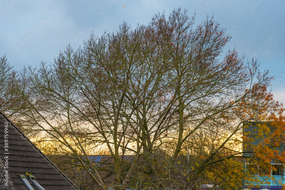 Trees in autumn colors in a residential area  in cloudy sunlight at fall, Almere, Flevoland, The Netherlands, November 2, 2020