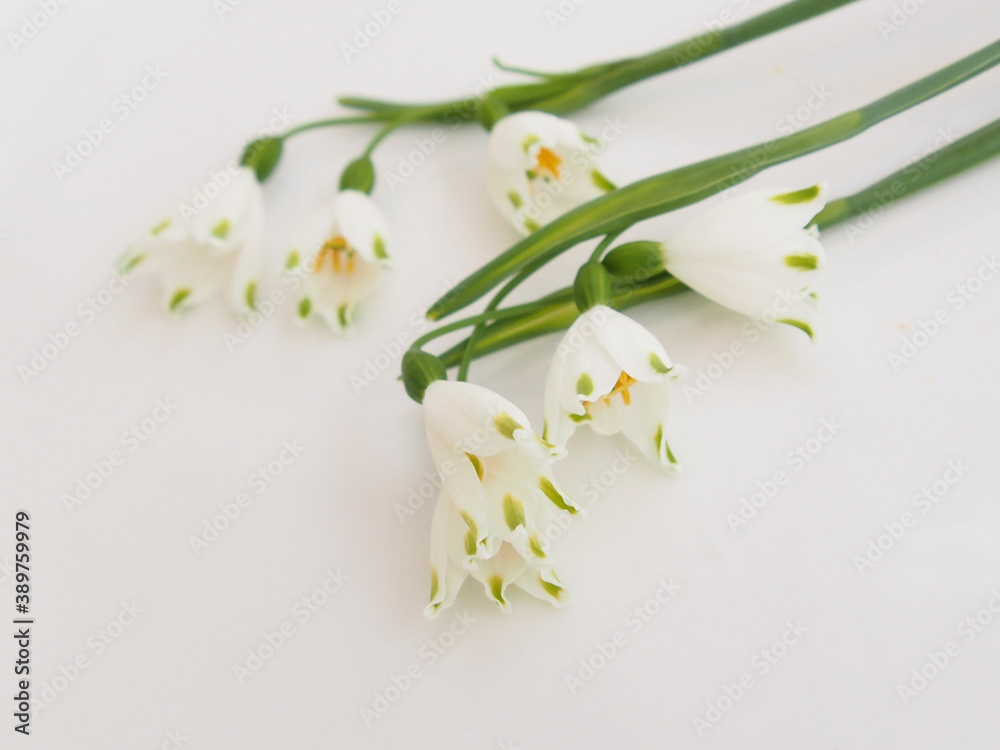 Fototapeta premium スノーフレーク