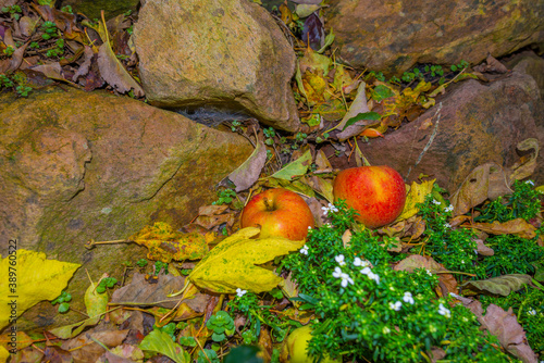 Colorful apples fallen from an apple tree in a garden in autumn, Almere, Flevoland, The Netherlands, November 2, 2020