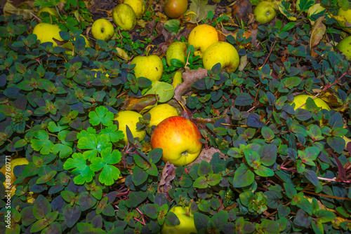 Colorful apples fallen from an apple tree in a garden in autumn, Almere, Flevoland, The Netherlands, November 2, 2020