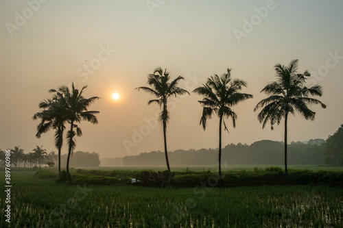 trees at sunset