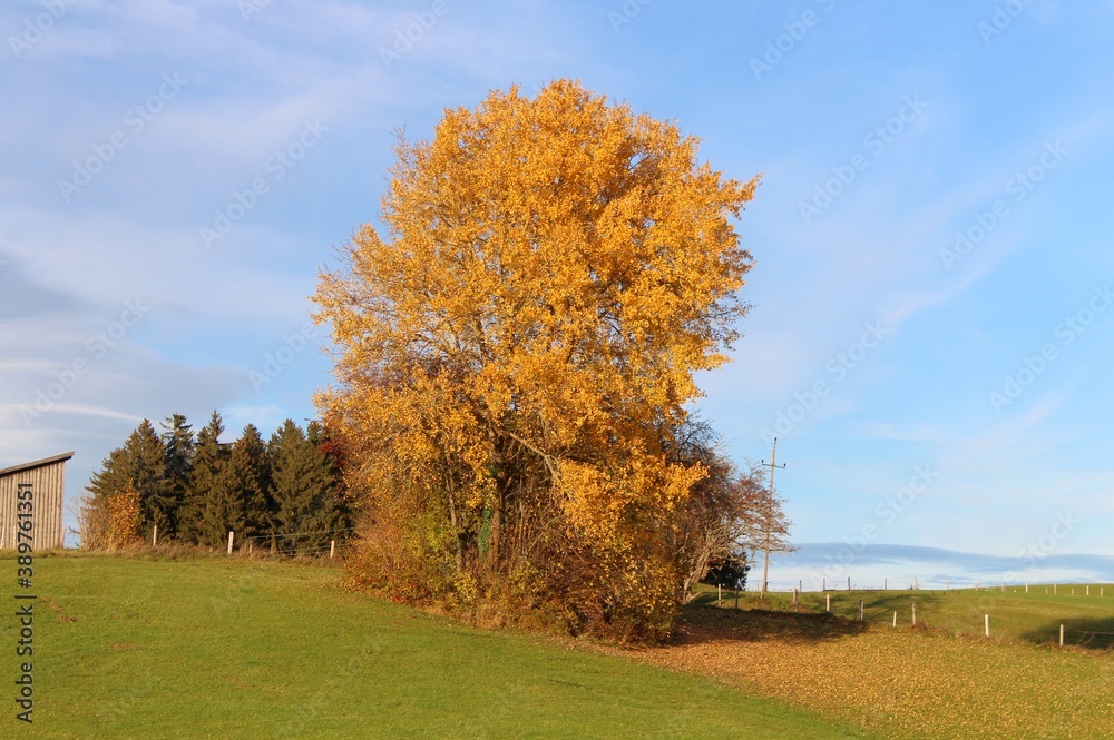 Baum mit  Herbstlaub, Allgäu, Bayern