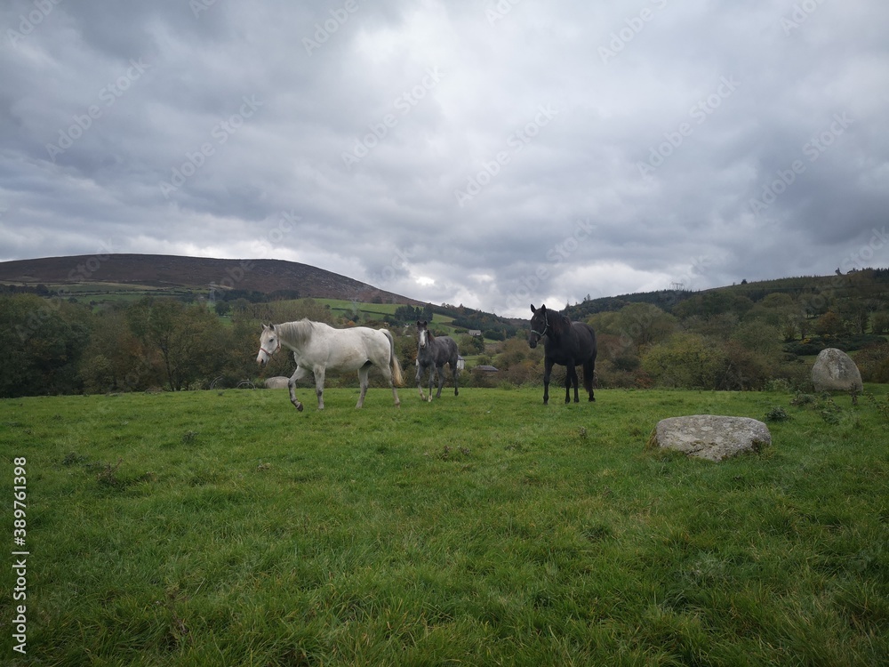Obraz premium horses on a meadow