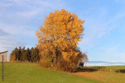 Baum mit Herbstlaub, Allgäu, Bayern