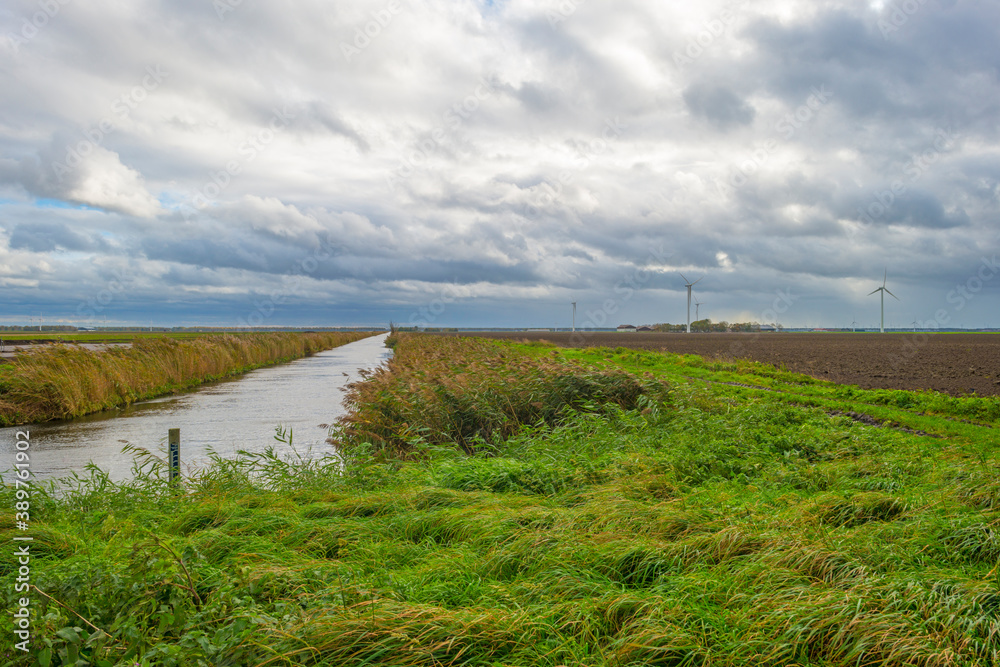 Panorama of a canal with reed waving in the storm under dark, grey and white rain clouds in bright sunlight in autumn , Almere, Flevoland, The Netherlands, November 2, 2020 Panorama of a canal with reed waving in the storm under dark, grey and white rain clouds in bright sunlight in autumn , Almere, Flevoland, The Netherlands, November 2, 2020