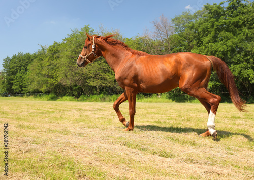 Chestnut horse outdoors on sunny day. Beautiful pet