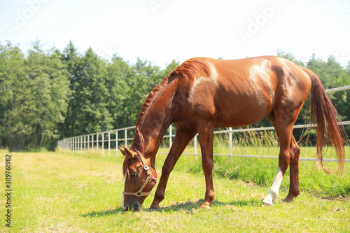 Chestnut horse in paddock on sunny day. Beautiful pet