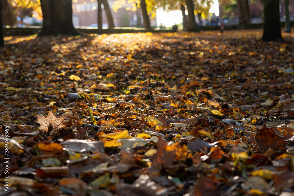 Autumnal floor in park filled with maple and other leaves. Colorful leaves on the ground. Select focus. Bokeh effect. Nature. Seasonal photo. Copy space. Autumnal floor in park filled with maple and other leaves. Colorful leaves on the ground. Select focus. Bokeh effect. Nature. Seasonal photo. Copy space.
