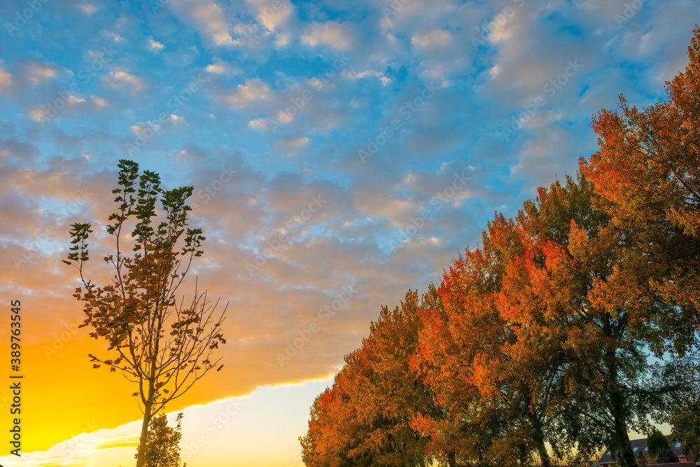 Fototapeta premium Trees in autumn colors in a residential area in cloudy sunlight at fall, Almere, Flevoland, The Netherlands, November 2, 2020