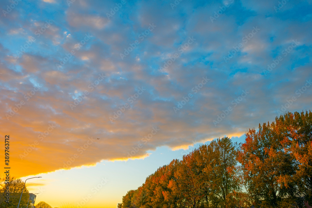 Fototapeta premium Trees in autumn colors in a residential area in cloudy sunlight at fall, Almere, Flevoland, The Netherlands, November 2, 2020