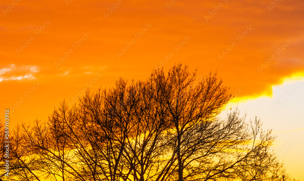 Tree in autumn colors at sunset under a blue cloudy sky in sunlight in autumn, Almere, Flevoland, The Netherlands, November 2, 2020 Tree in autumn colors at sunset under a blue cloudy sky in sunlight in autumn, Almere, Flevoland, The Netherlands, November 2, 2020