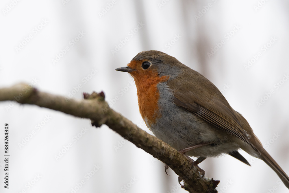 A robin perched on a small branch.