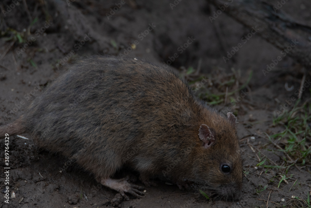 A group of dirty rats scuttle about their hole. A group of dirty rats scuttle about their hole.