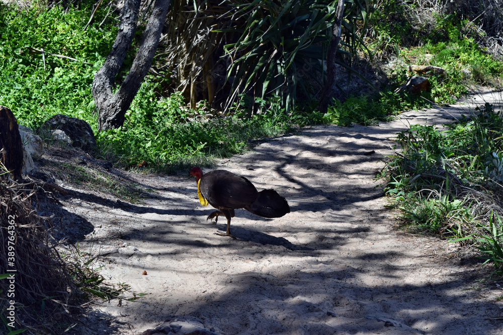 Australian Brush Turkey on forest Australian Brush Turkey on forest