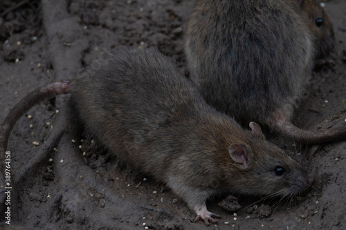 A group of dirty rats scuttle about their hole.
