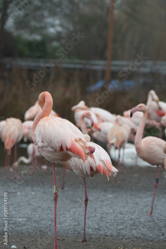 A group of bright pink flamingos stood together.