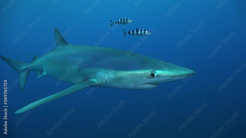 Blue shark passing in front of camera. A blue shark passing close in front of the camera in open ocean at the Azores.