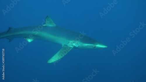 Blue shark feeding on bait. A blue shark passing close in front of the camera feeding on bait in open water on the Azores. photo