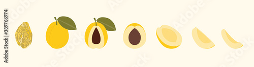 Golden Plum Prune Fruit Whole Half Cut and Slice Simple Vector Set. Isolated on color background