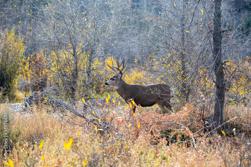 Mule deer buck in the woods