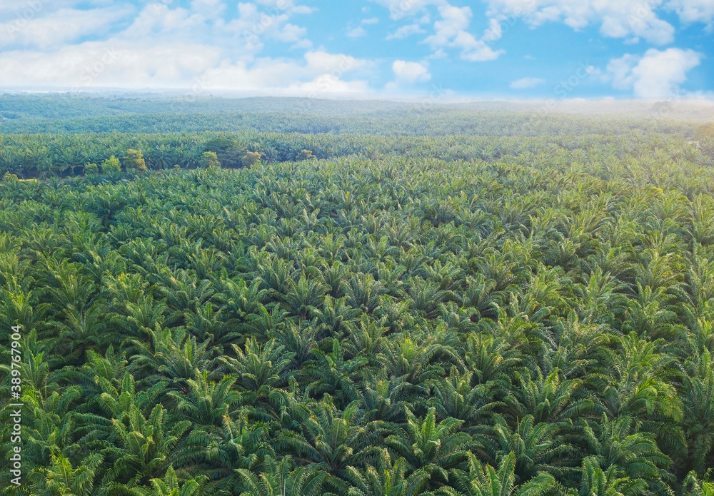 Aerial view of oil palm tree plantation field, Agricultural industry. Aerial view of oil palm tree plantation field, Agricultural industry.