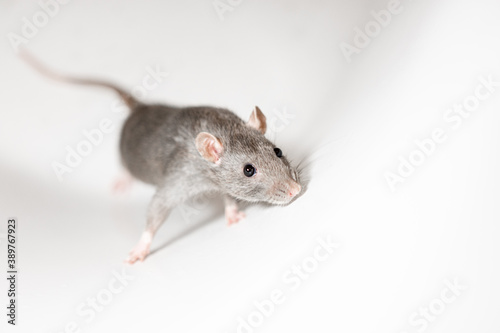 close up of a rat looking up