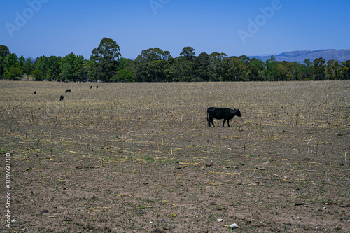 vacas pastando en campo cosechado en dia despejado cordoba argentina sin persona