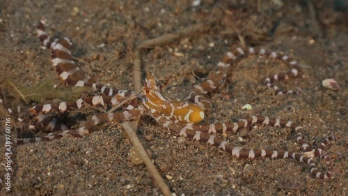 Wonderpus Octopus crawling over sand. A wonderpus Octopus crawling over a sand floor in Southern Leyte, The Philippines. photo