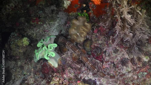 Epaulette Shark swimming over tropical reef. A Papuan Epaulette Shark swimming over a coral reef at night in Raja Ampat. photo