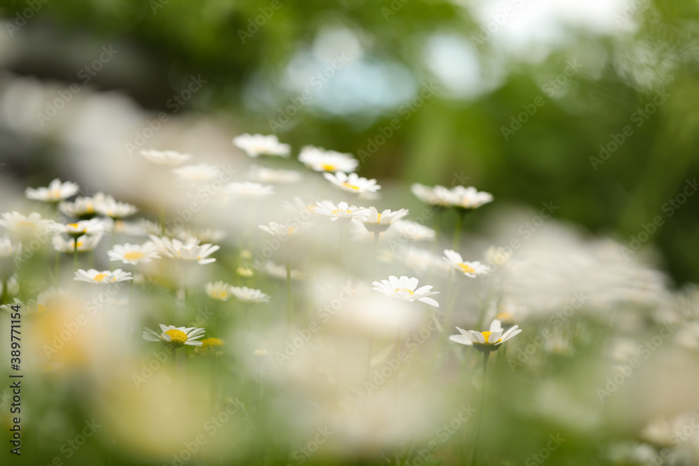 Artistic background image of white chrysanthemums growing in vegetable garden with closest flowers intentionally out of focus for visual effect Artistic background image of white chrysanthemums growing in vegetable garden with closest flowers intentionally out of focus for visual effect