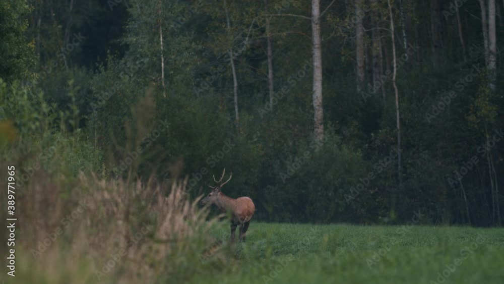 Single young deer walking eating in late autumn evening dusk darkness Single young deer walking eating in late autumn evening dusk darkness