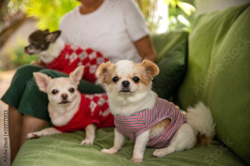 My pretty Chihuahua smooth coat dog wear the red cloth on the sofa with owner