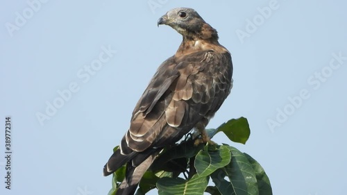 Eagle in tree UHD MP4 4k .. photo