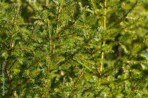 Natural evergreen branches with needles of Christmas tree in pine forest. Close-up view of holiday fir branches pattern background for festive winter season decoration for Xmas and Happy New Year.