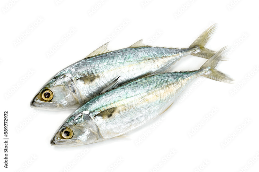 Fresh mackerel fish isolated on white background Fresh mackerel fish isolated on white background