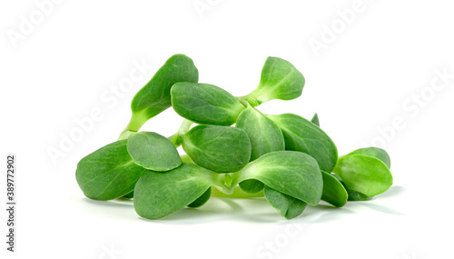 Bild auf Leinwand fresh Sunflower Sprout isolated on white background ,Green leaves pattern ,Salad