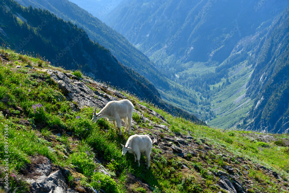 Fototapeta premium Two Mountain Goat Graze on Alpine Meadow