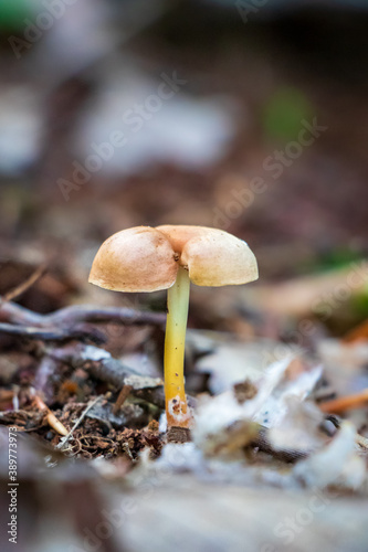 Orange mushroom growing in leaf litter