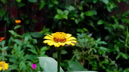 Butterfly looking for food on a flower
