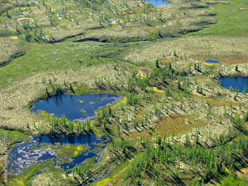 фотографія Siberian Forest-tundra landscape