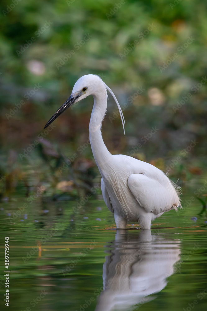 Image of little egret (Egretta garzetta) looking for food in the swamp on nature background. Bird. Animals. Image of little egret (Egretta garzetta) looking for food in the swamp on nature background. Bird. Animals.