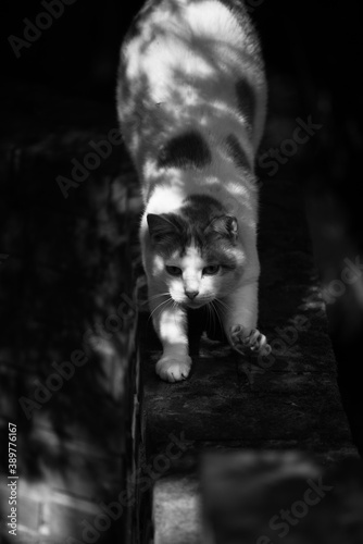 Cat stretching on a brick