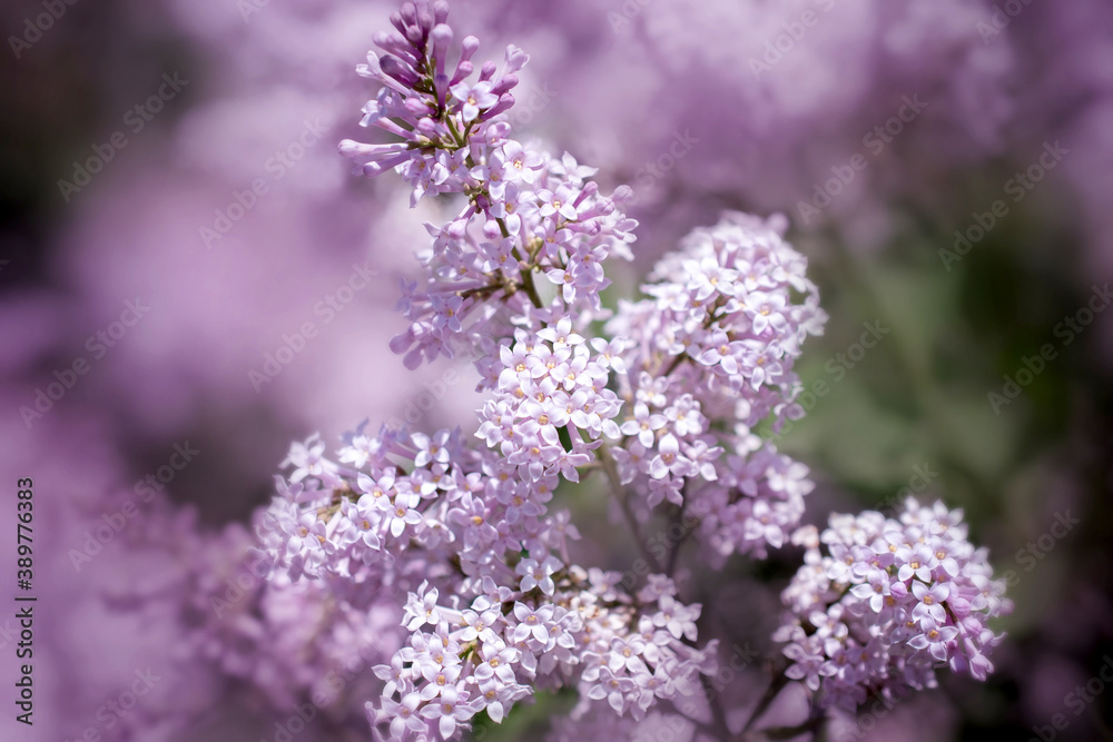 summer blooming pink lilac Bush close-up summer blooming pink lilac Bush close-up