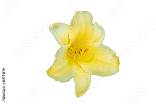 Fototapeta Naklejka Na Ścianę i Meble -  large yellow Lily flower on white background